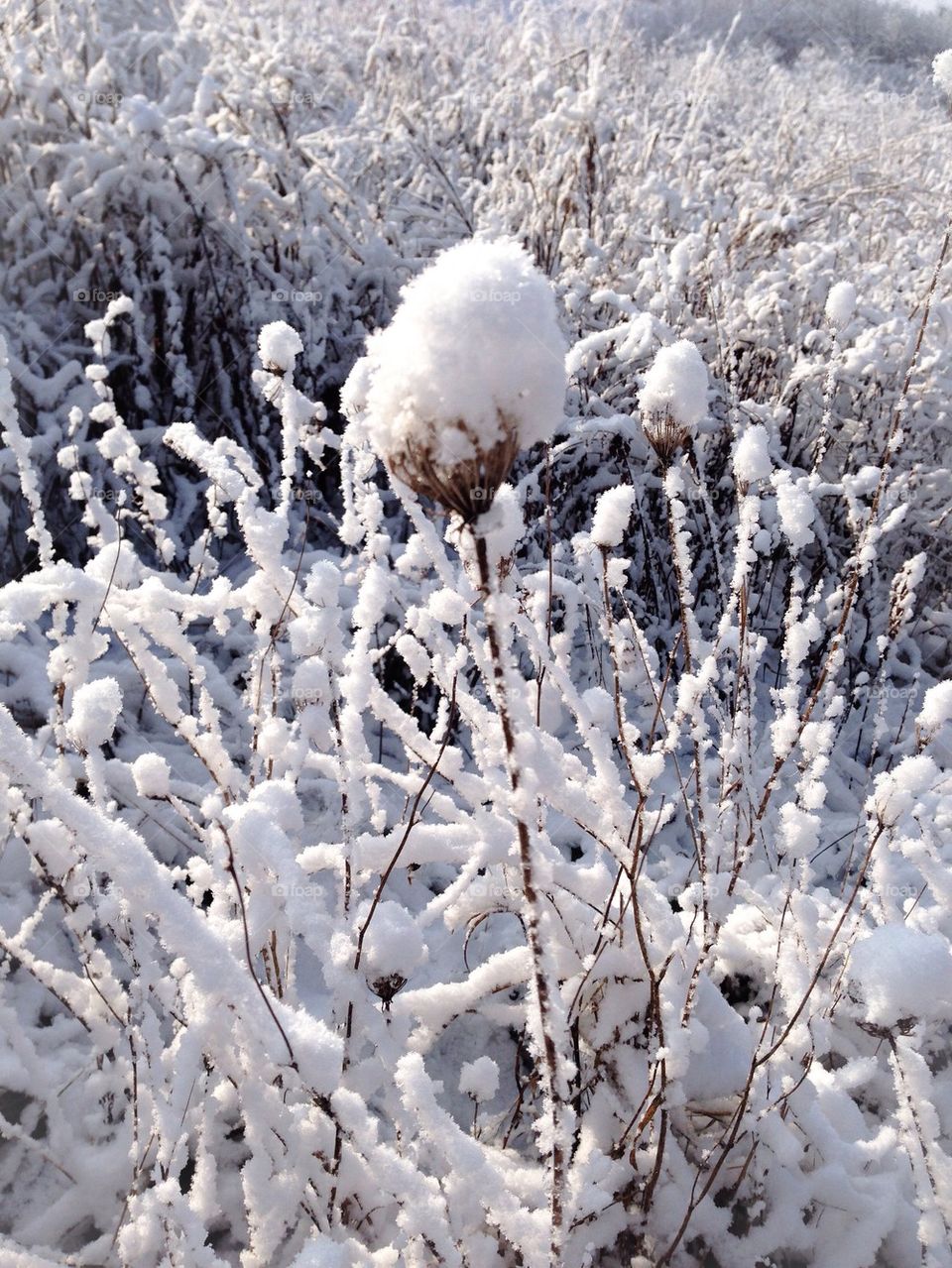 Winter wonderland field