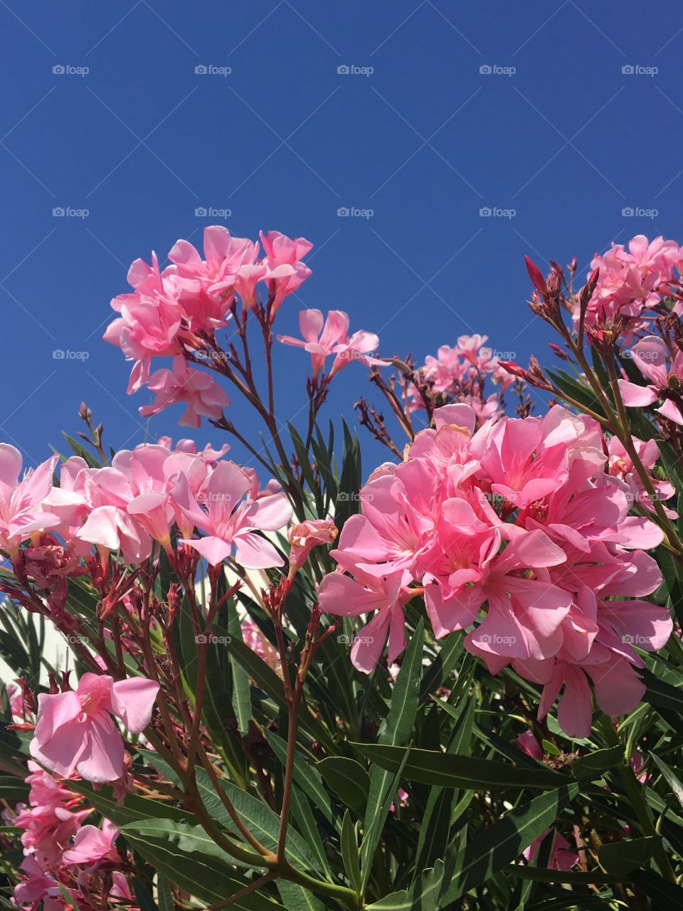 Pink oleander on blue sky