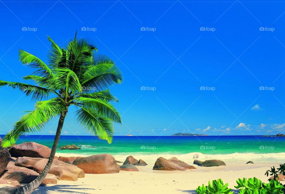 Лето
Пляж и Пальмы
