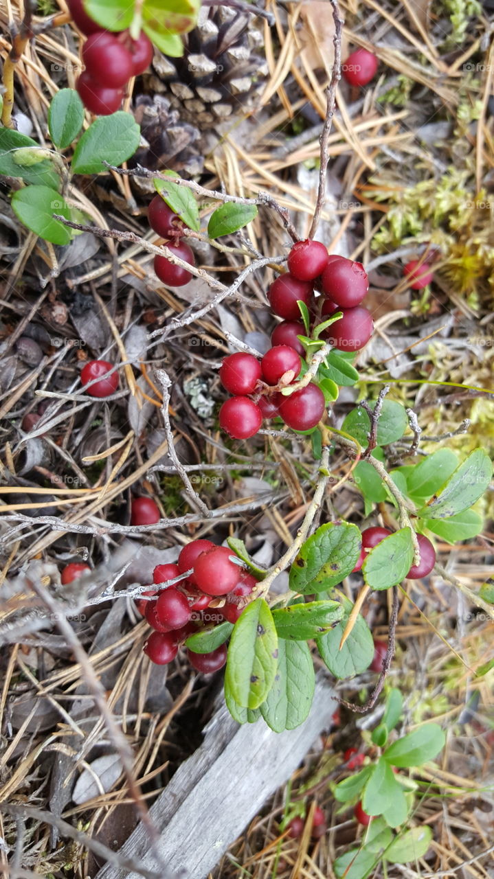lingonberry