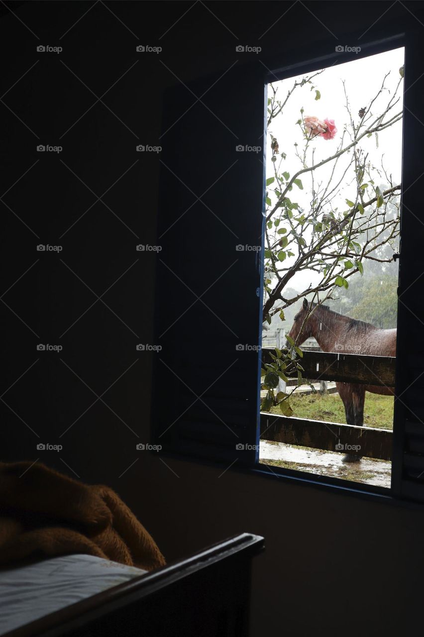 Horse through a window