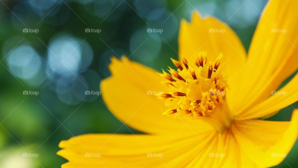 macro of cosmos flower