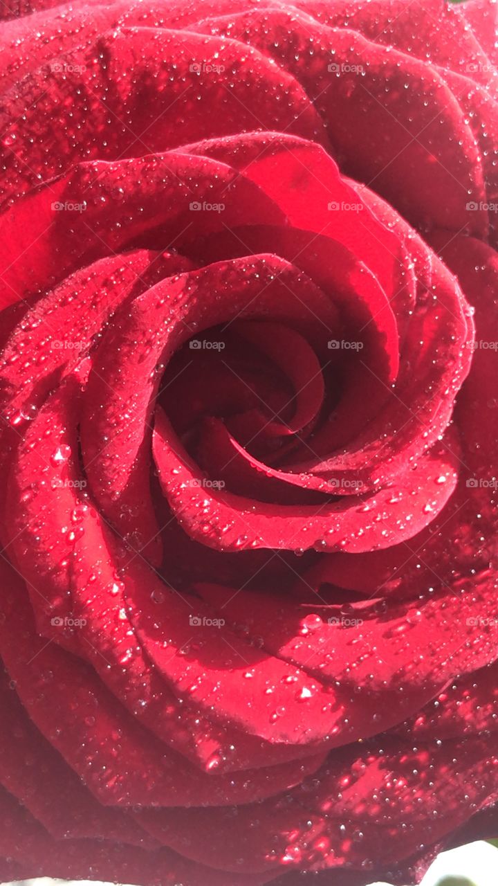 Drops of dew on a red rosé