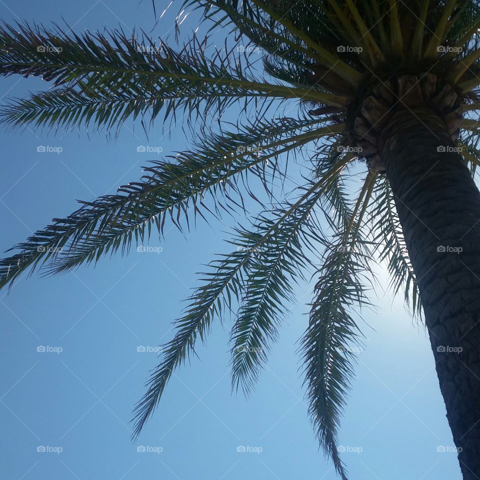 Ibiza palm ❤