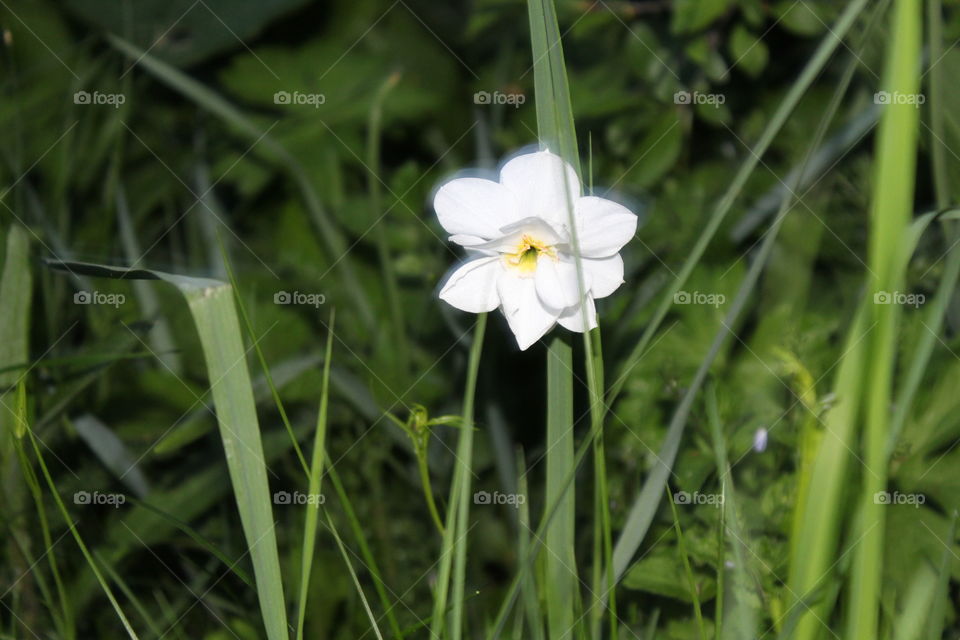 Одинокий нарцис