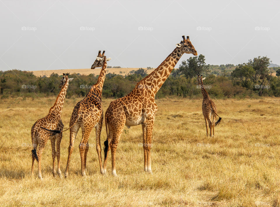 Giraffes in the Masai Mara