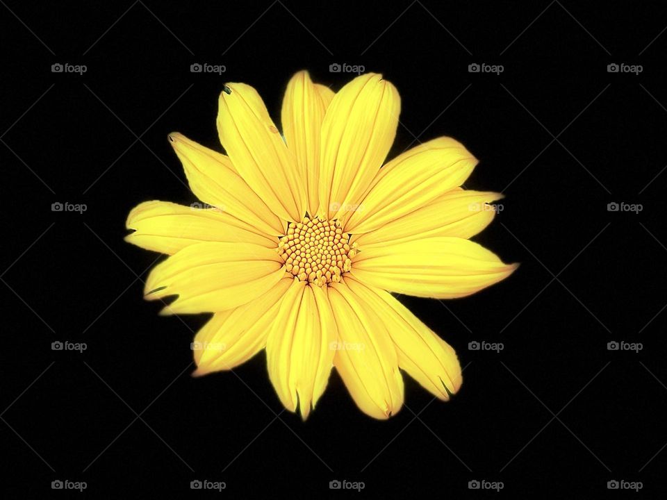 Floral photography - Yellow - Wild Sunflower