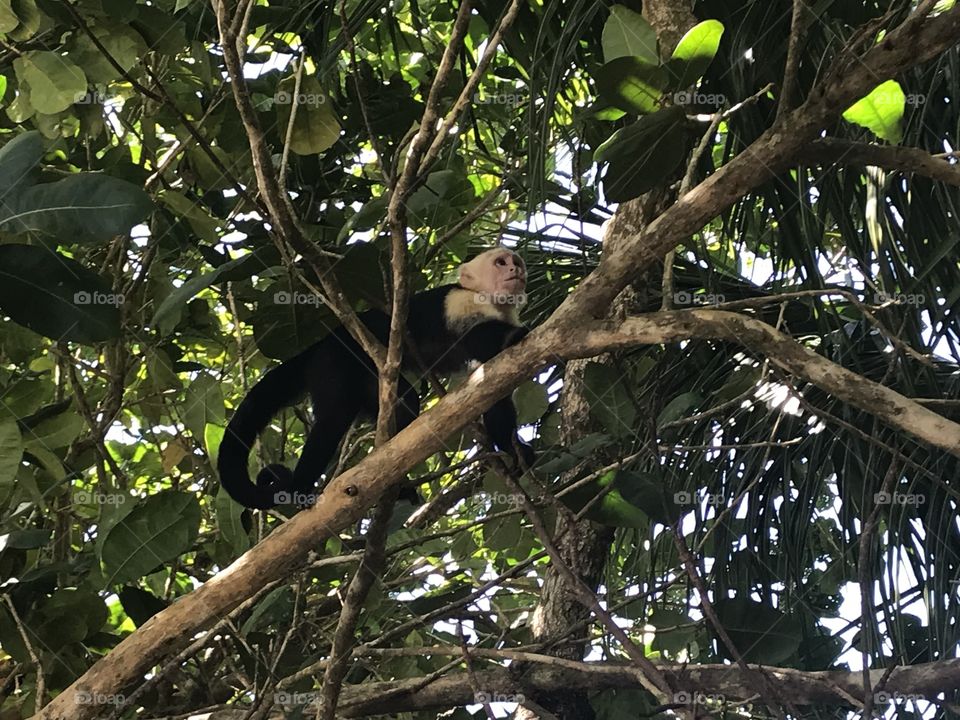 Monkey climbing 
