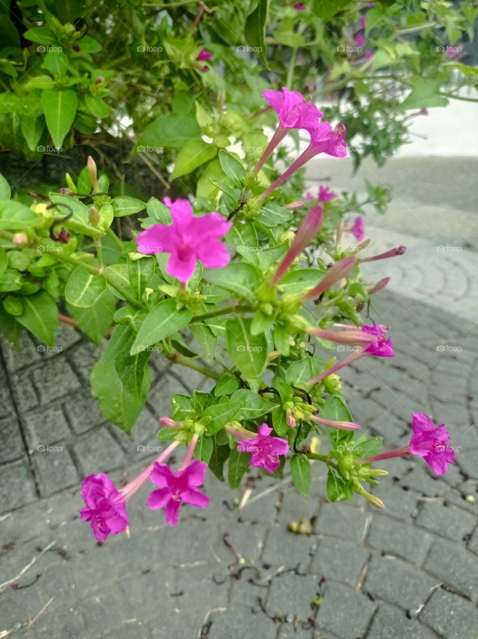 Bright pink flowers / Fuchsia flowers