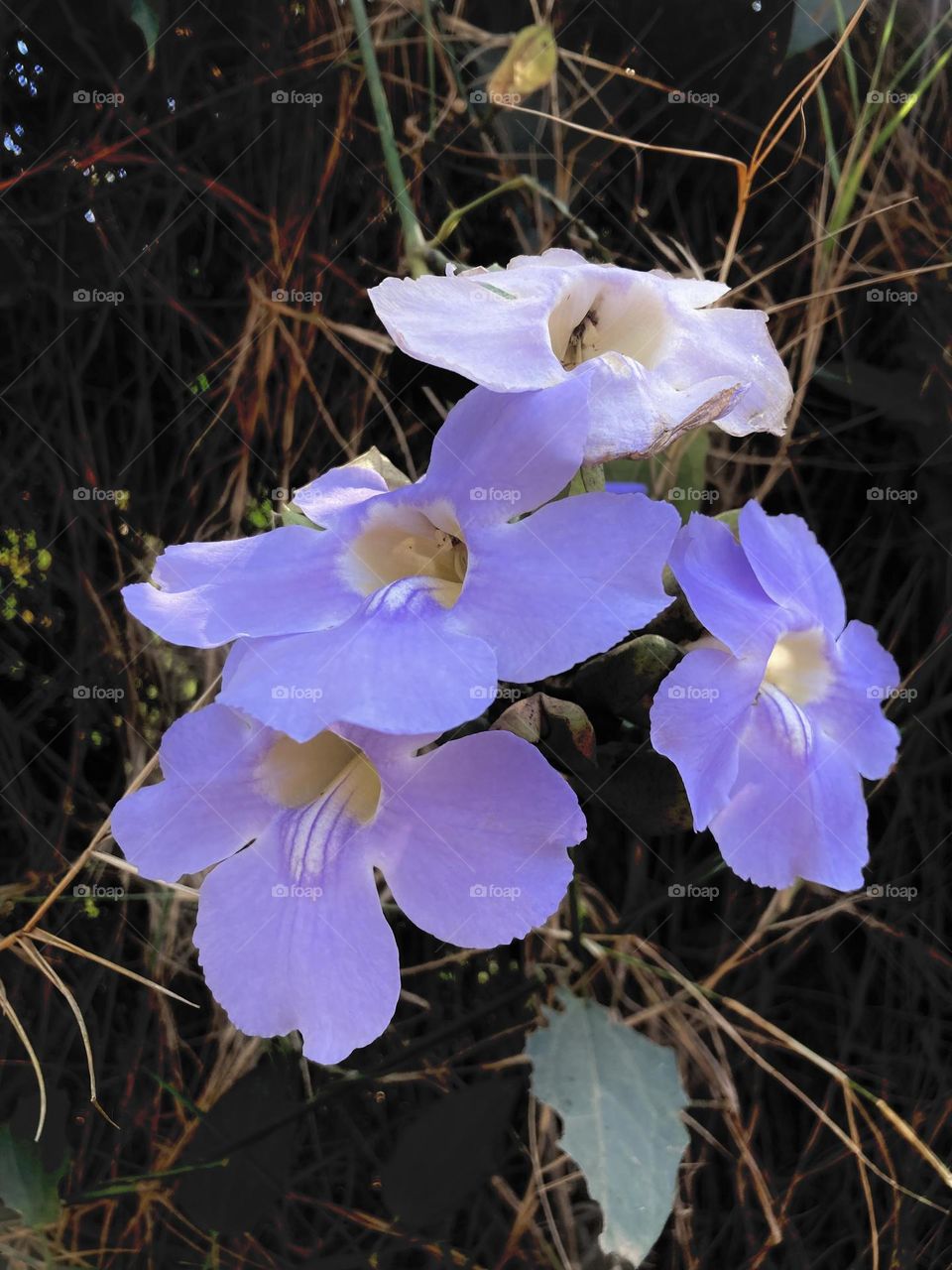 🌹 🇺🇸 Very beautiful flowers to brighten our day.  Live nature and its beauty. Did you like the delicate petals? / 🇧🇷 Flores muito bonitas para alegrar nosso dia. Viva a natureza e sua beleza. Gostaram das pétalas delicadas? 