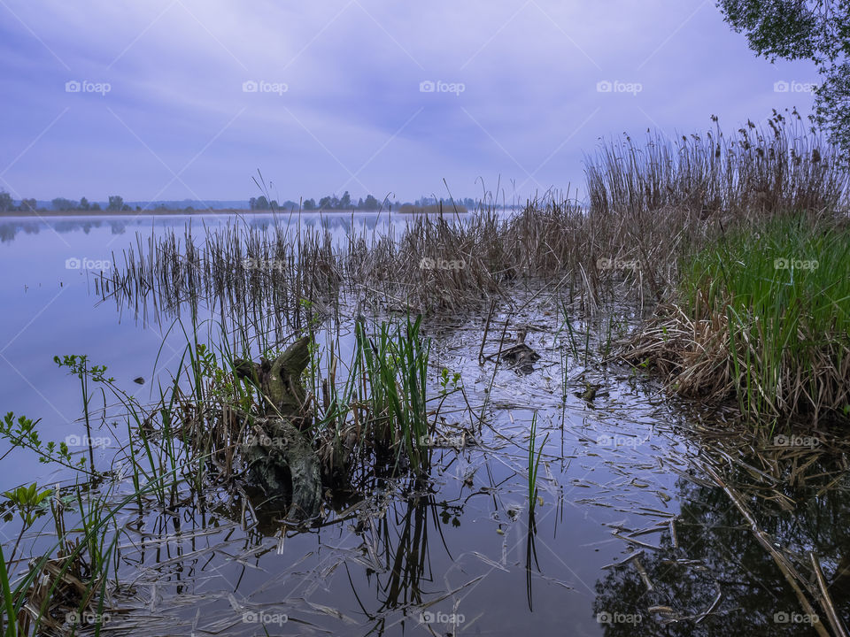 Korzeń