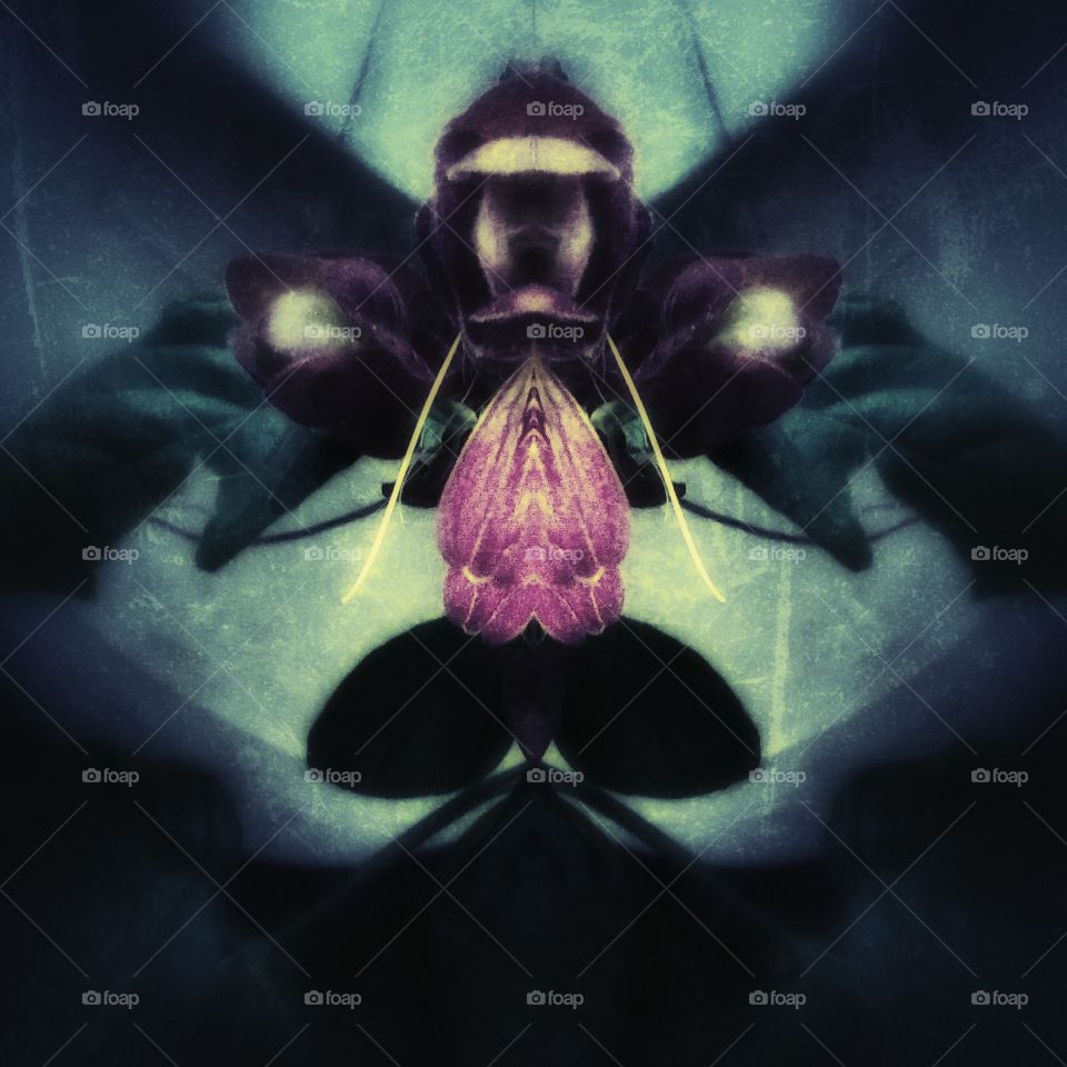 Filtered Shrimp Blooms