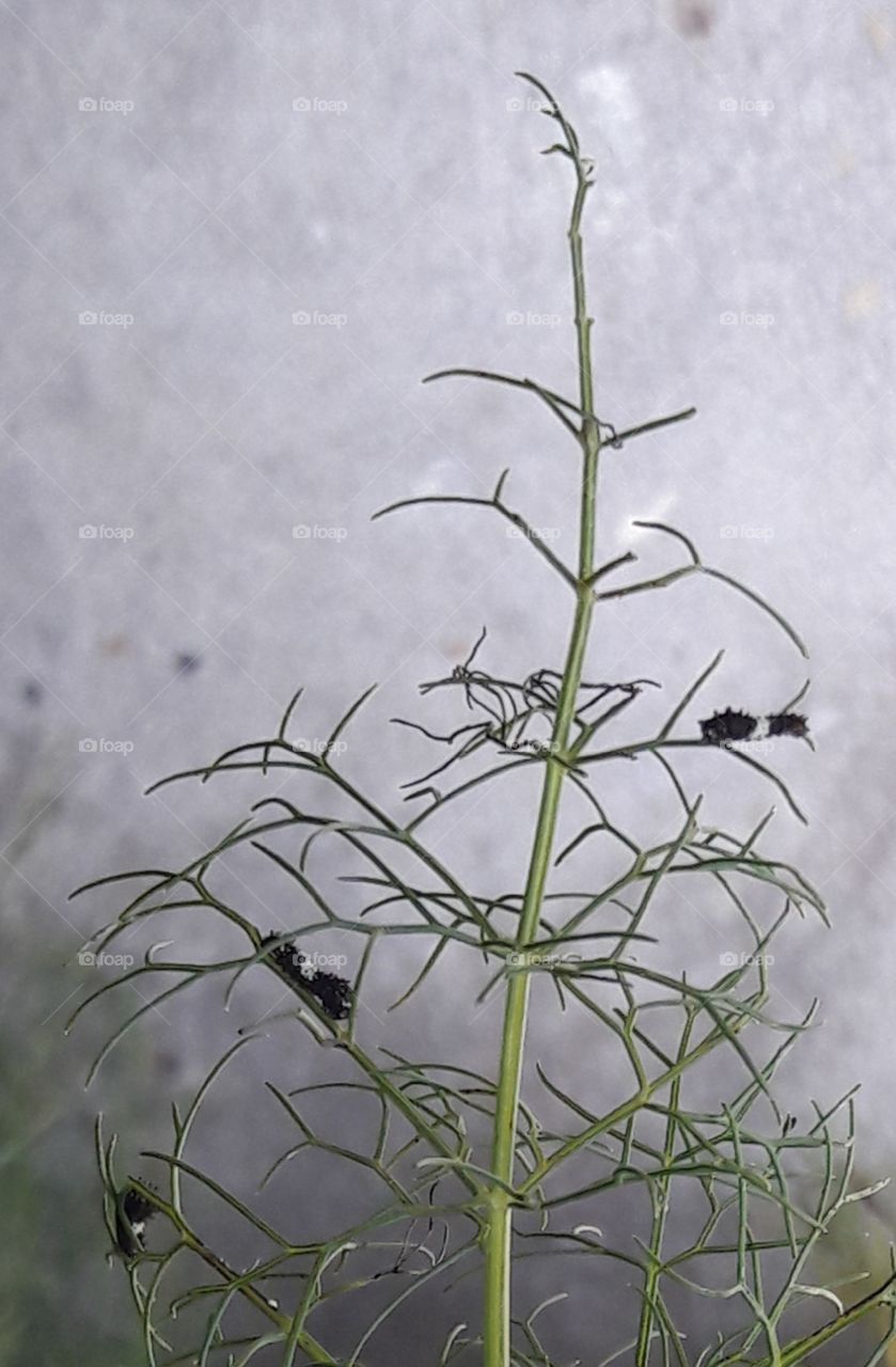 Black Swallowtail Caterpillars babies
