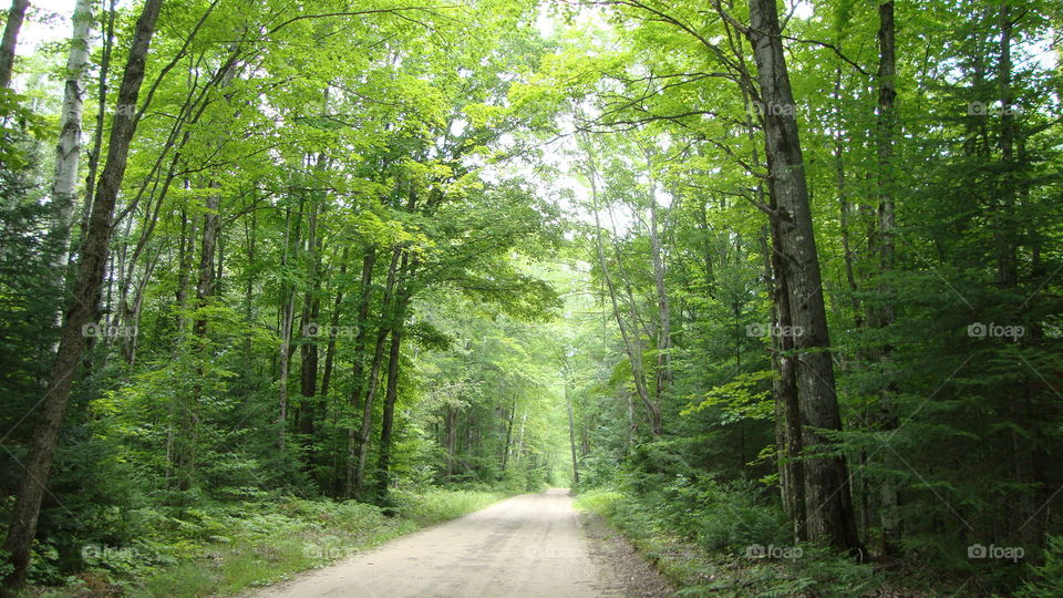 Rural road in MI with green trees and leaves overhang.