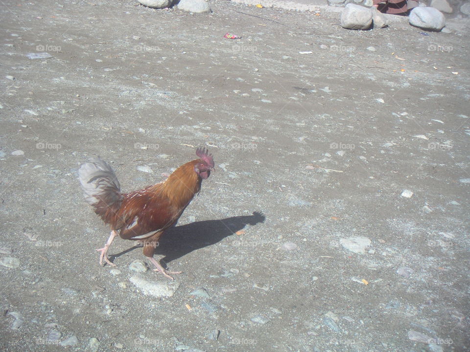 rooster in Marrakech