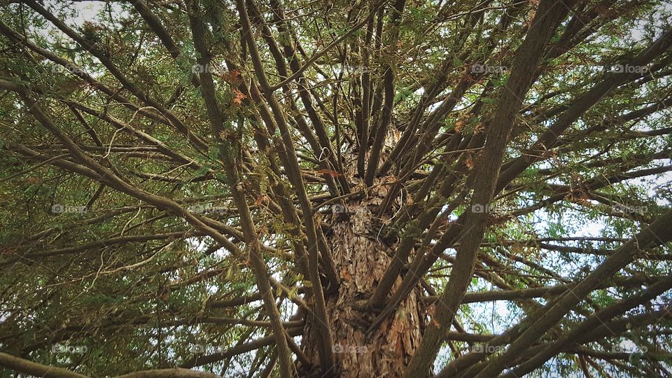 Very old beautiful tree