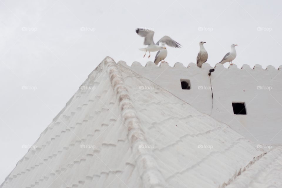 Seagulls on the rooftops 