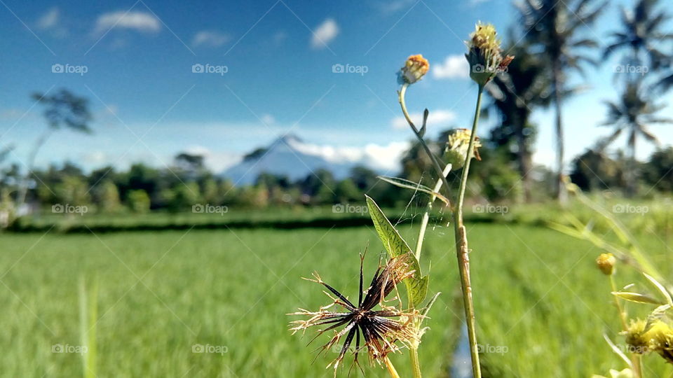 masih merapi pagi ini..