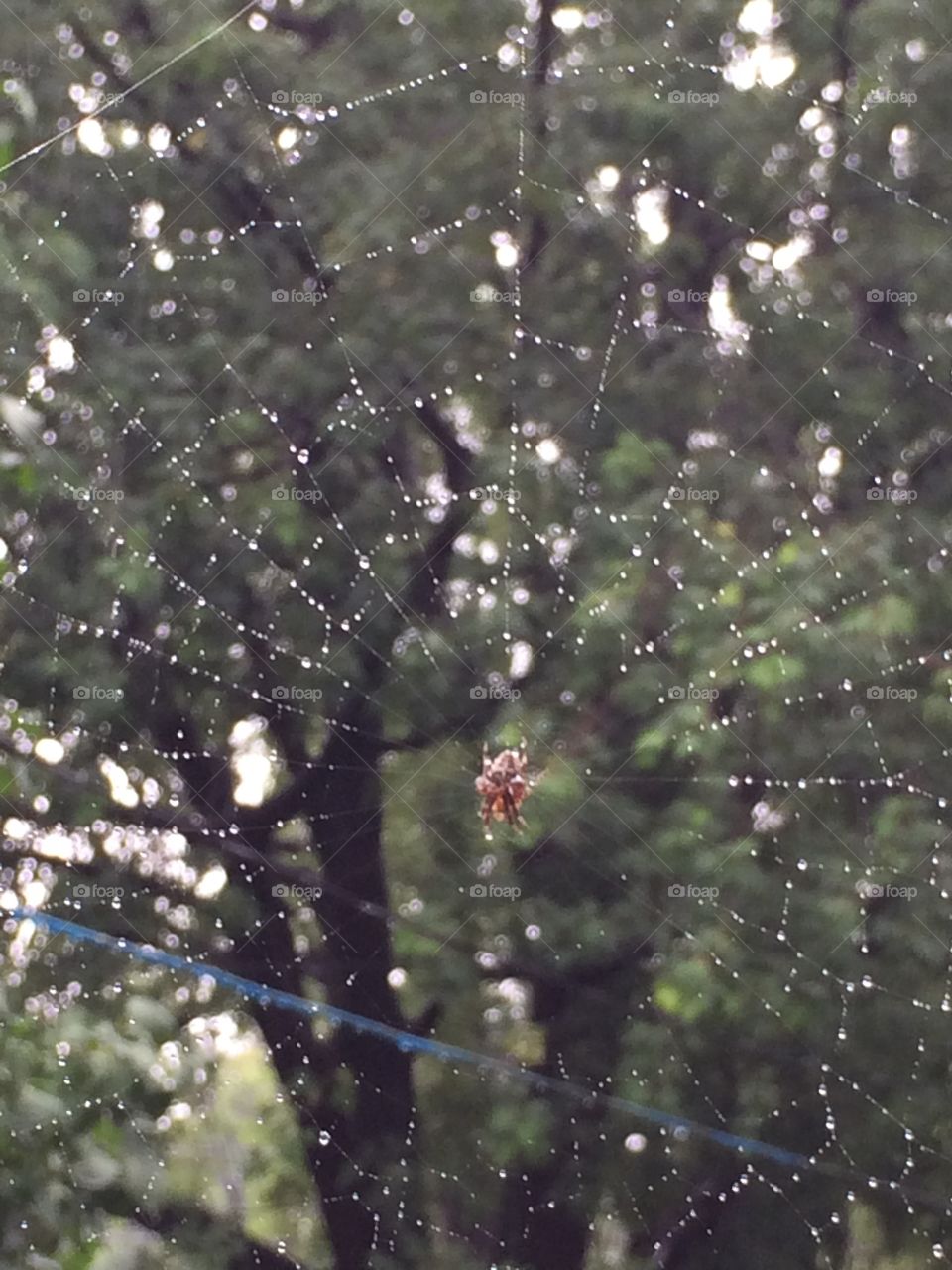Spider in her web. The rain drops make it look like she's got little gems!