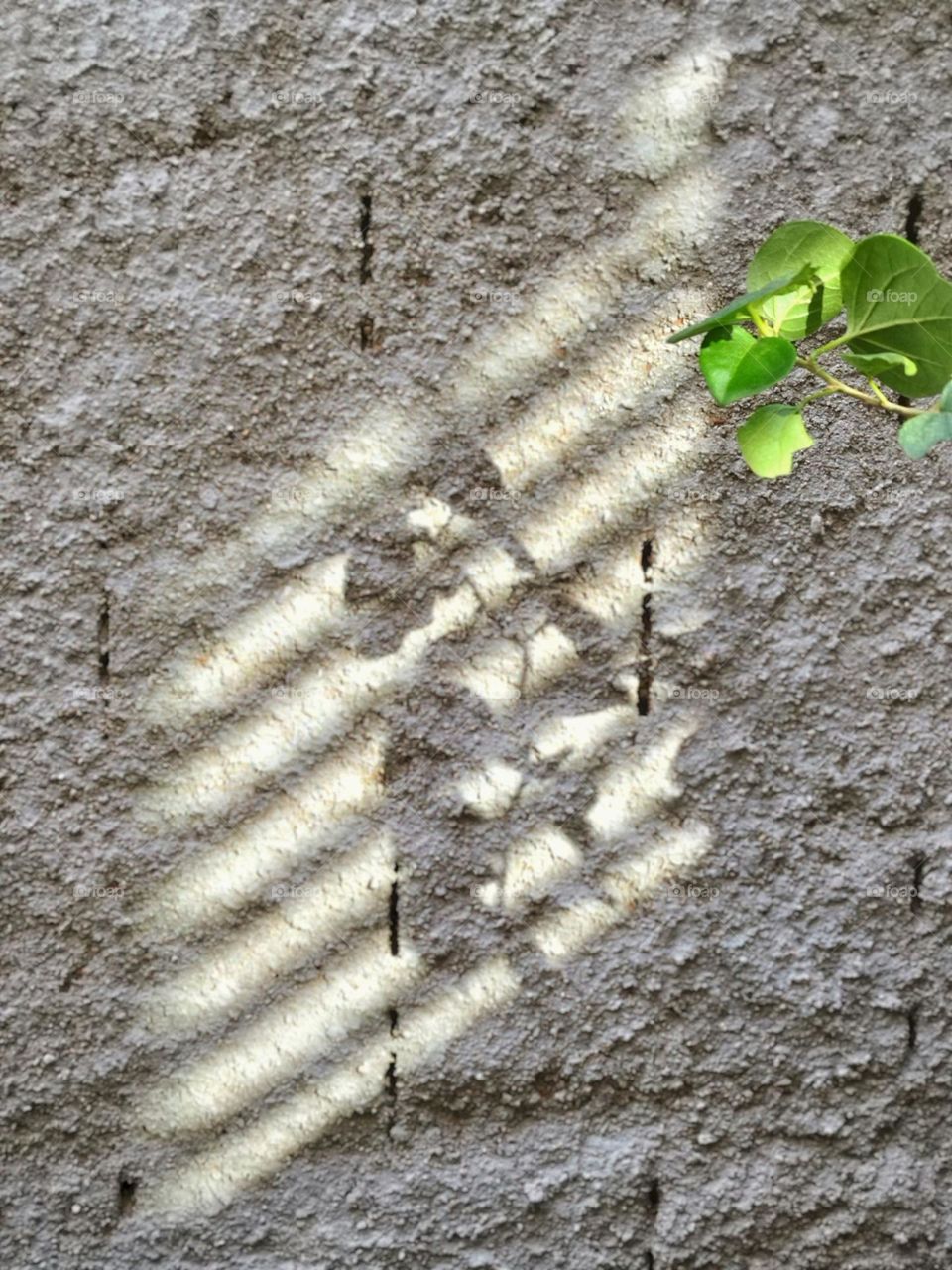 Any space can be filled with the presence of nature. A branch, a reflection, a concrete wall, nature always remains!
