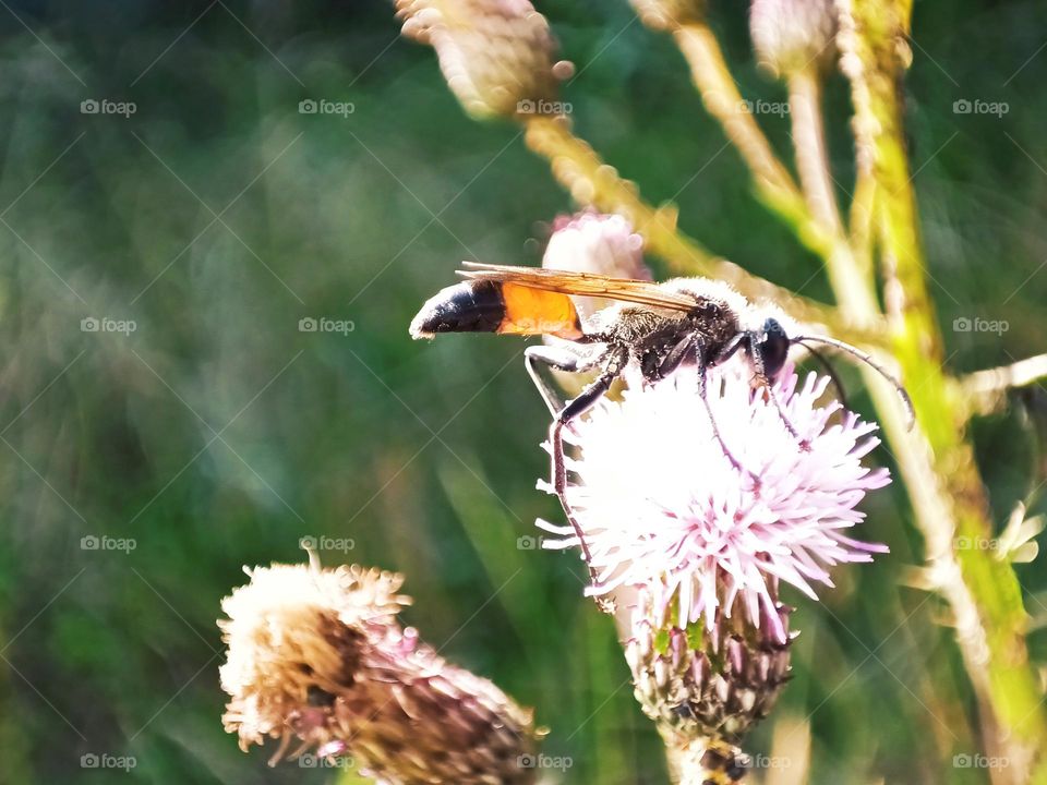Close-up of a gall wasp sitting on the blossom of a light purple thistle