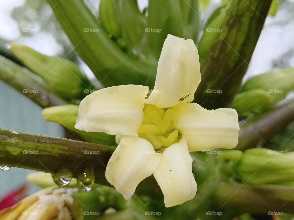 The papaya tree blooms.