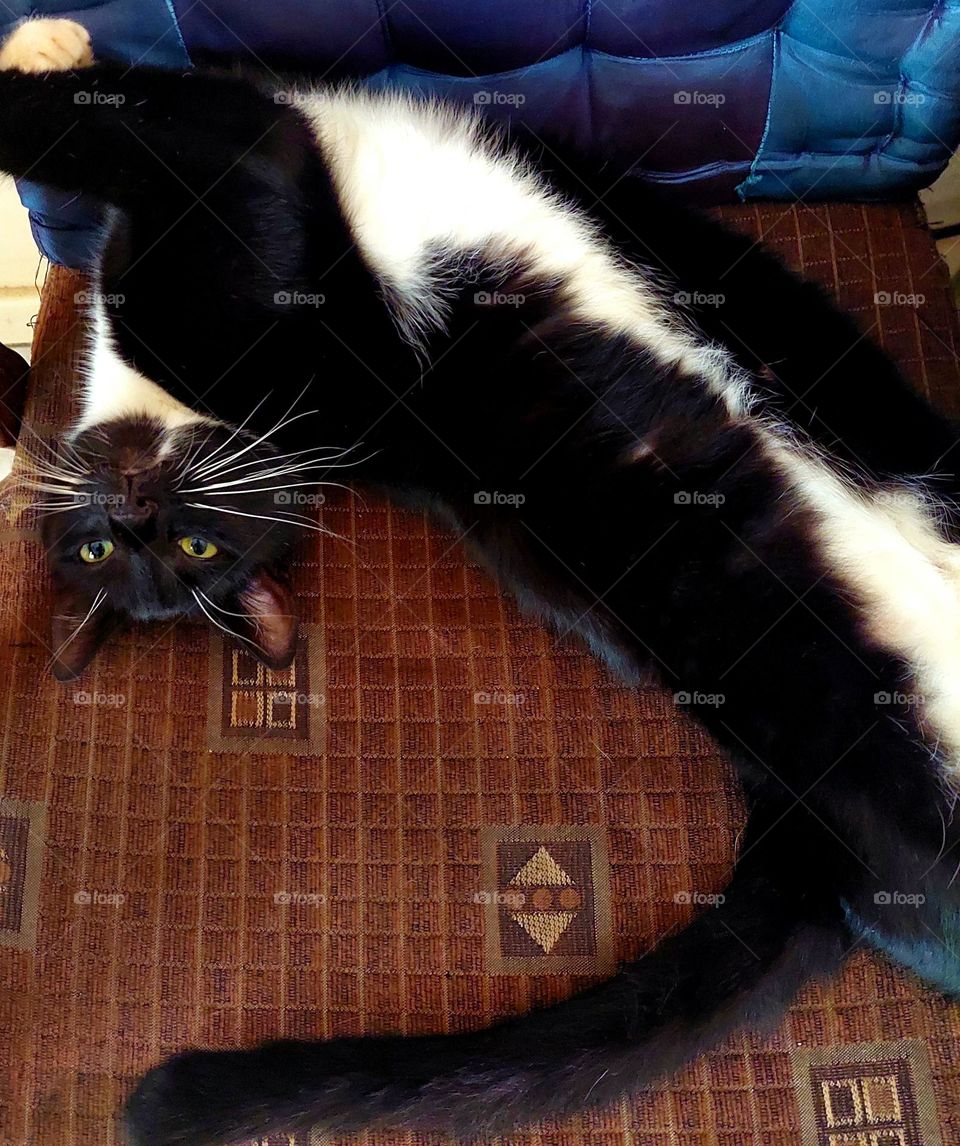 cat lying on chair stretched out lying upside down