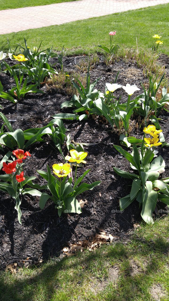 Beautiful Tulips in full bloom.
