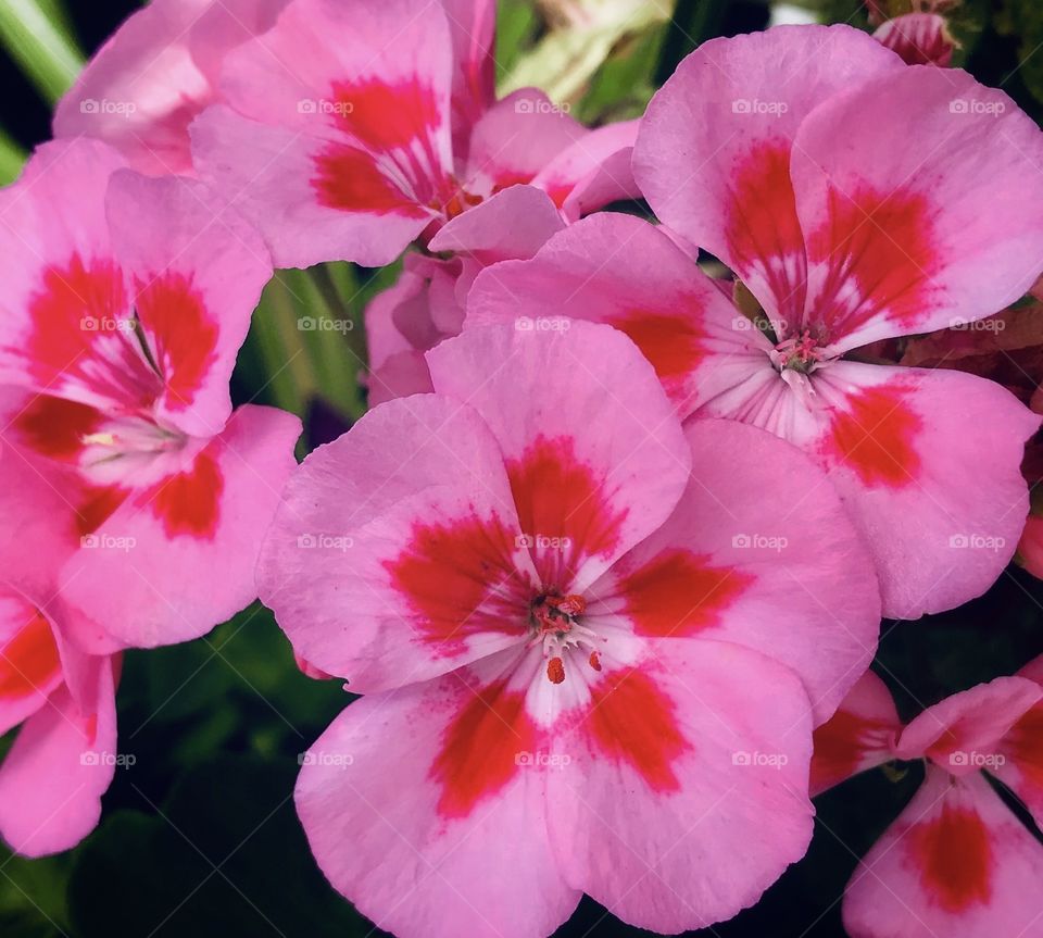 Pink and red petunias—taken in Ludington, Michigan 