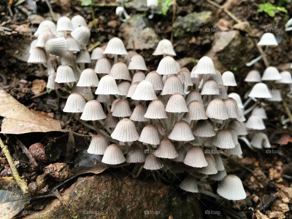 Mushroom village