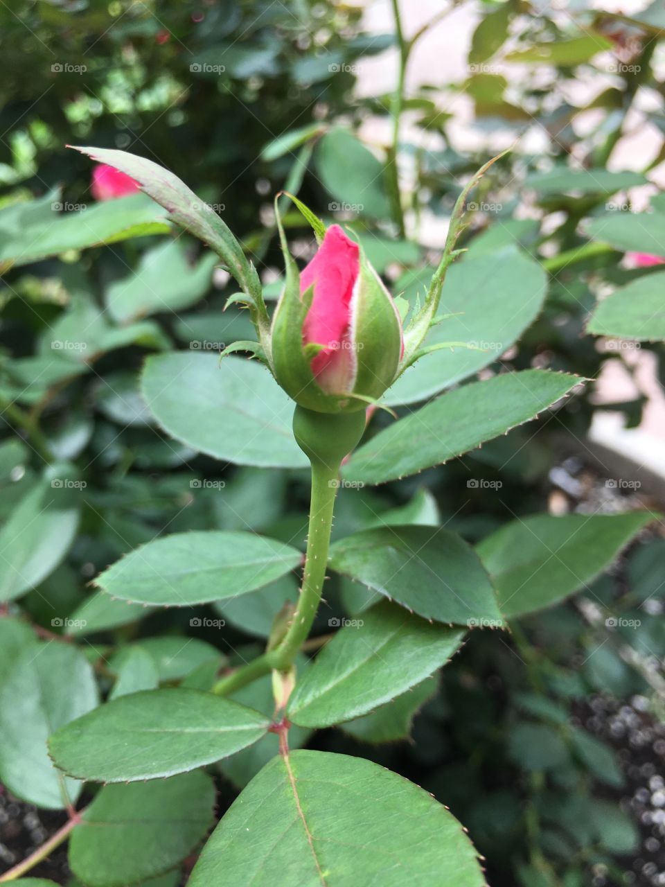 Pink rose bud