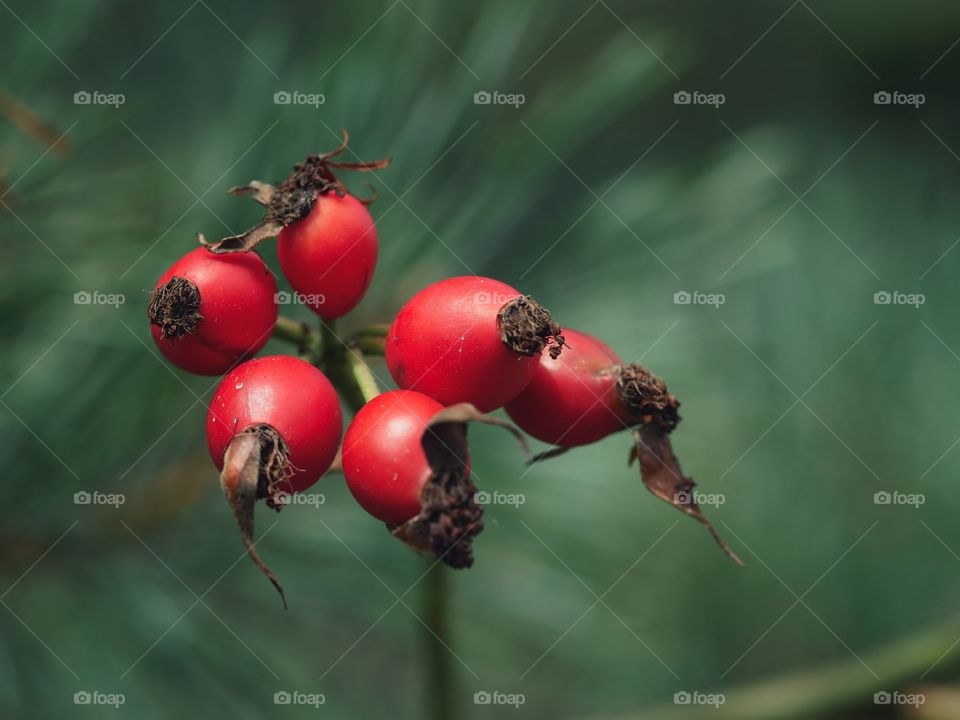 Rosehips