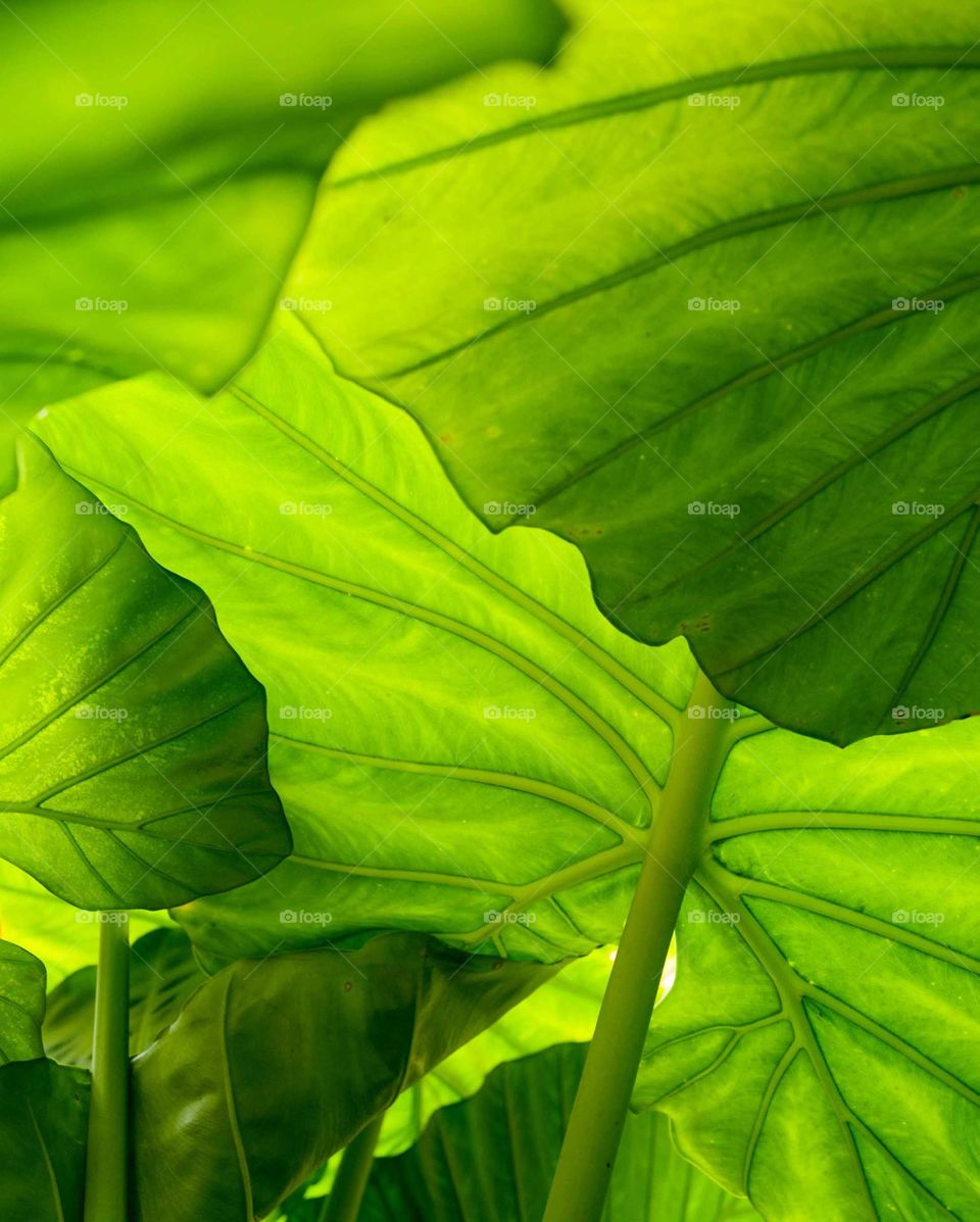 Green lush plant close up