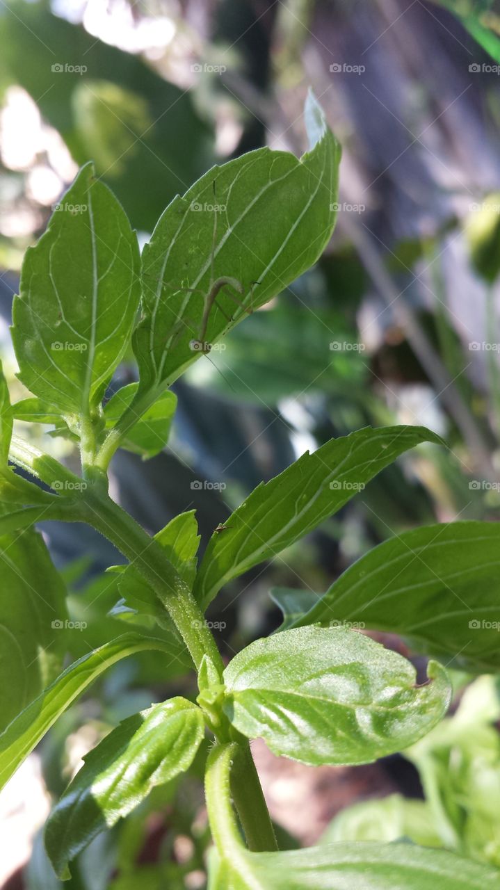 Leaf, Flora, Basil, No Person, Food