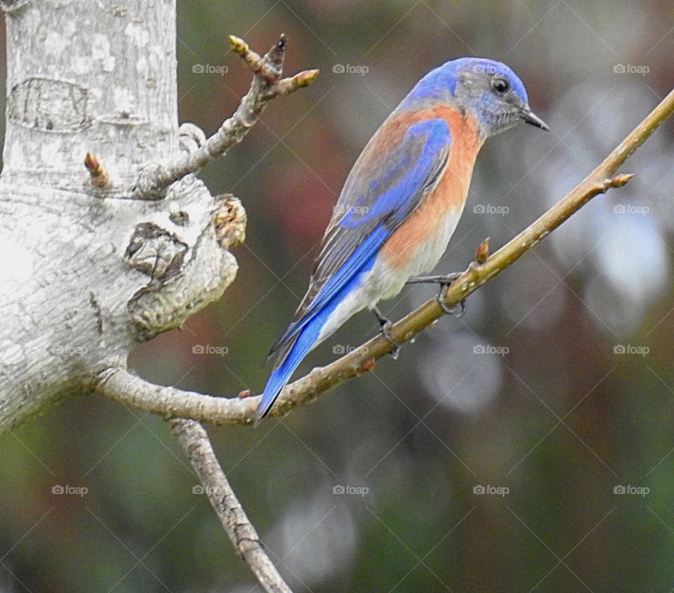 Western Bluebird