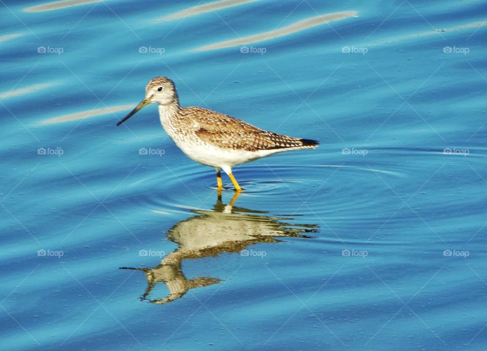 Black Necked Stilt Shorebird