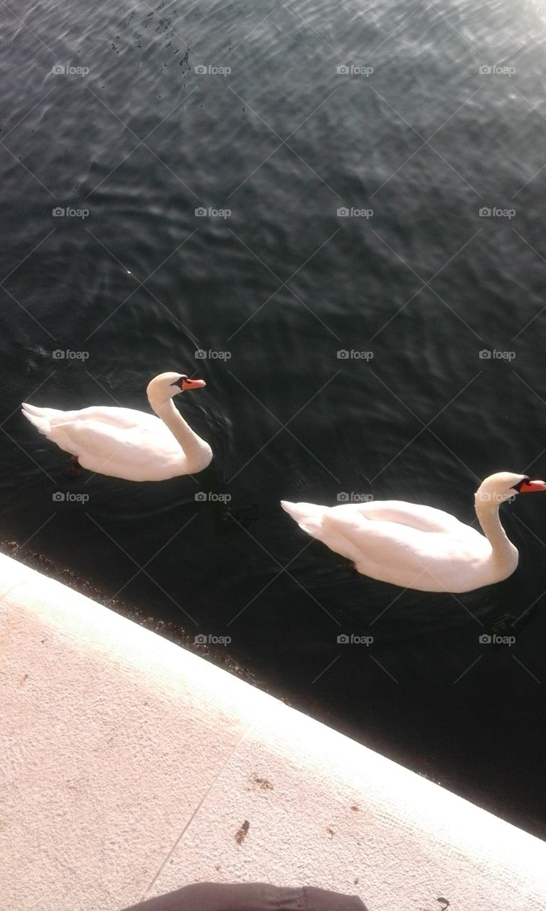 Bird, Swan, Water, Lake, Nature