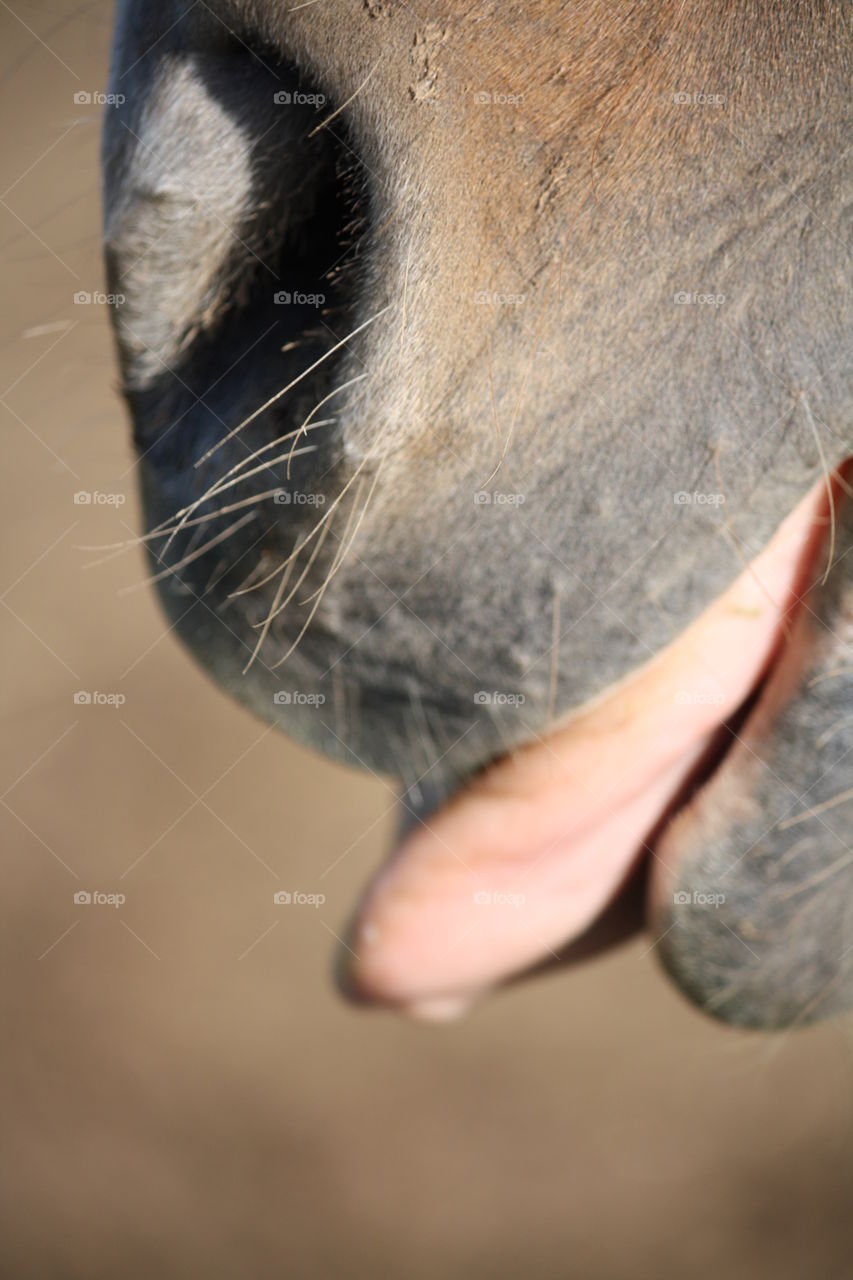 horse tongue. but first, let me lock my lips