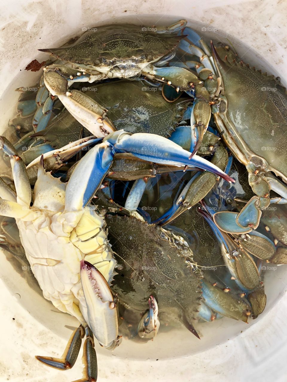 Chesapeake Bay Blue Crabs