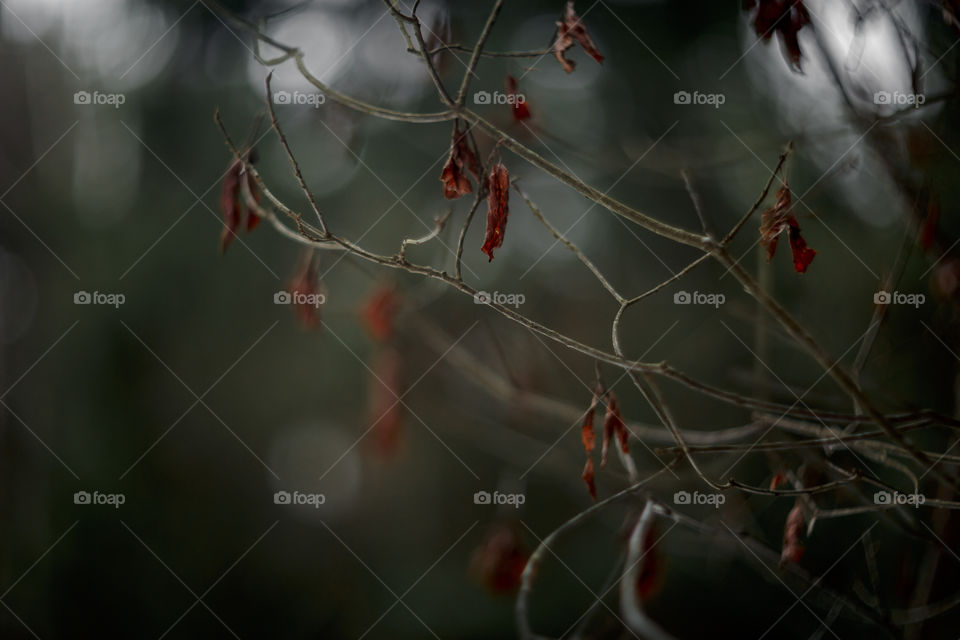 Nature forest details by manual Helios lens