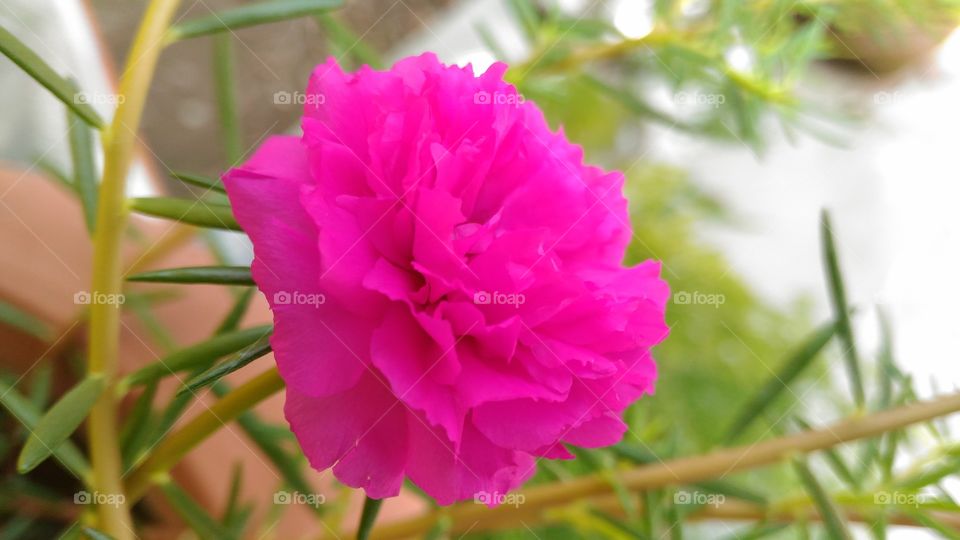 pink colour nature beauty
