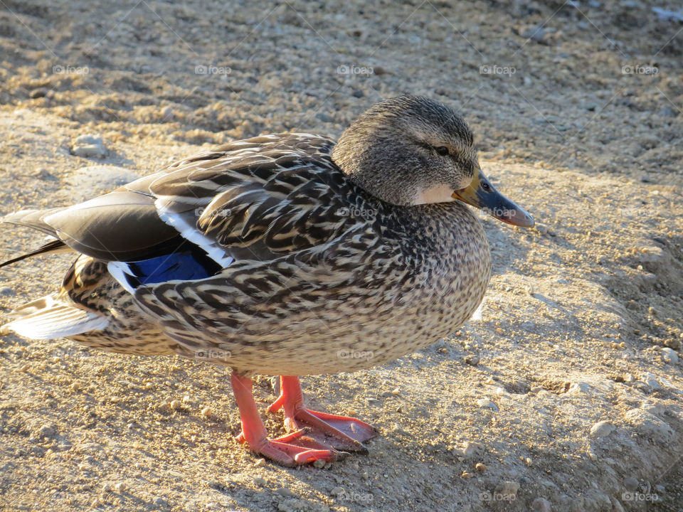 Bird, Duck, Wildlife, Animal, Nature