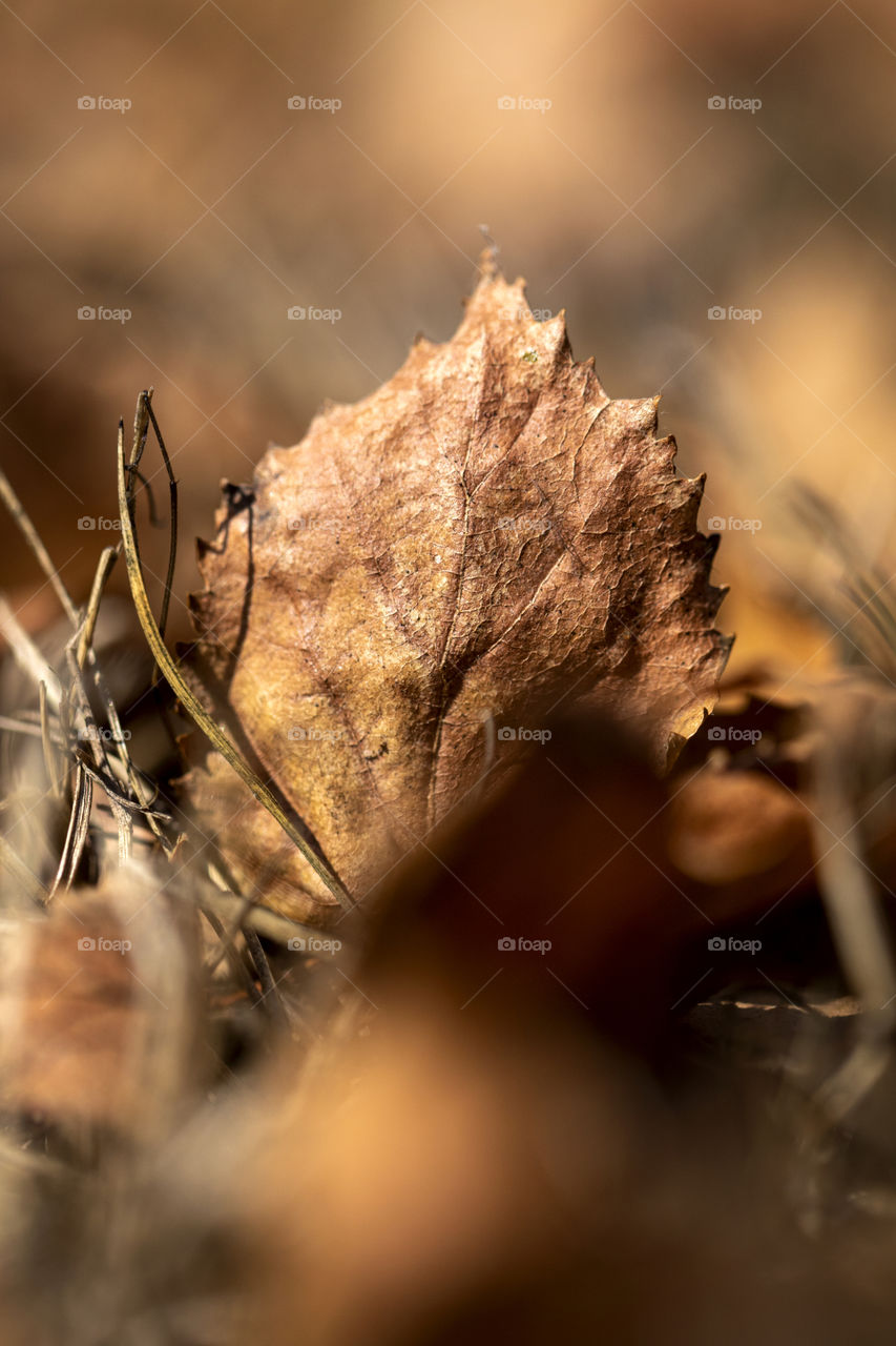 A close up portrait of a brown autumn leaf fallen from a tree during fall season.