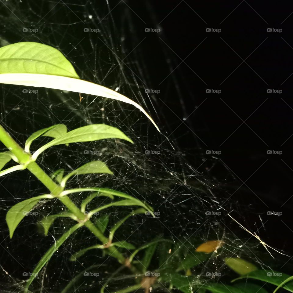 spider webs