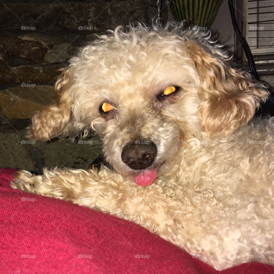 My Poodle, his tongue sticking out👅& older eyes 👀white!