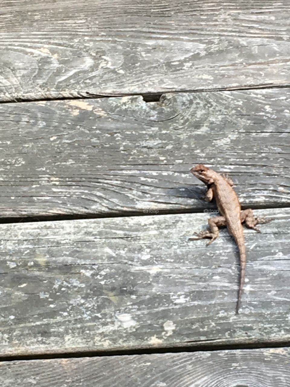 Gecko on porch 