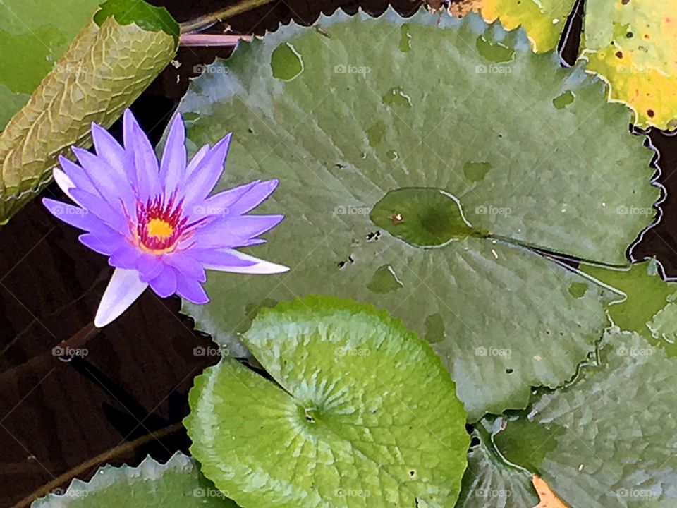 Waterlily