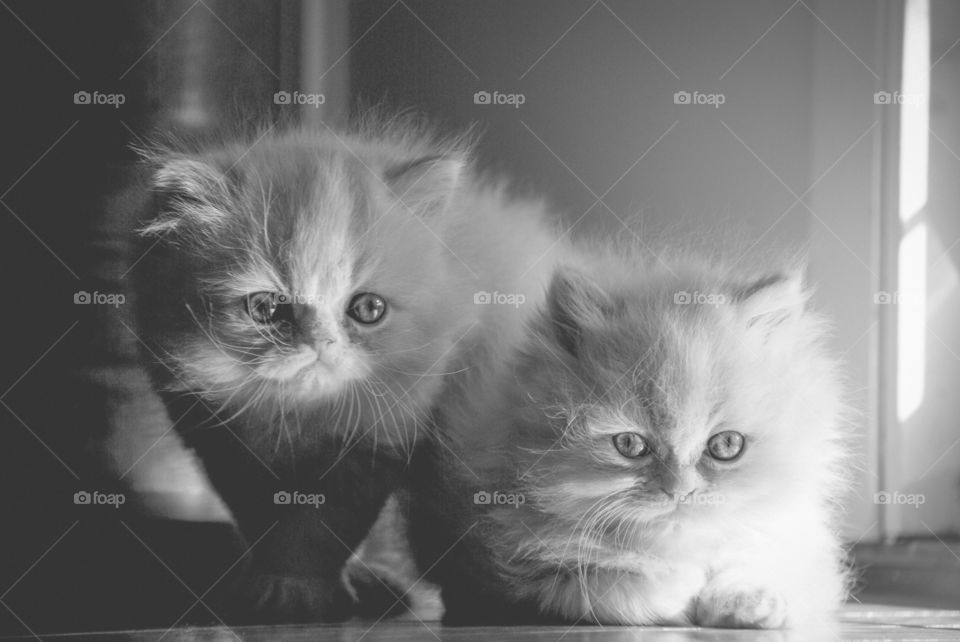 Two sweet staring Kittens