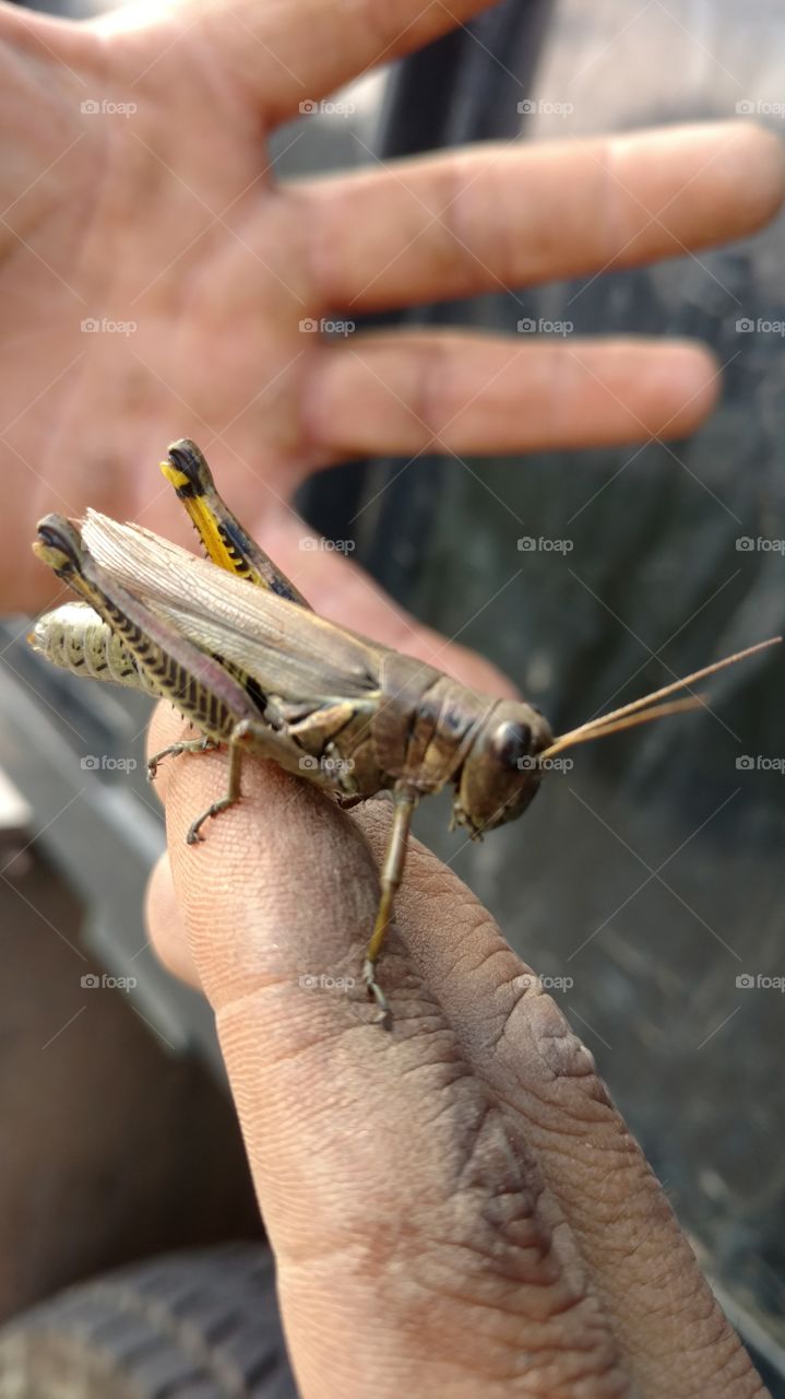 Nature, One, Insect, Outdoors, Invertebrate