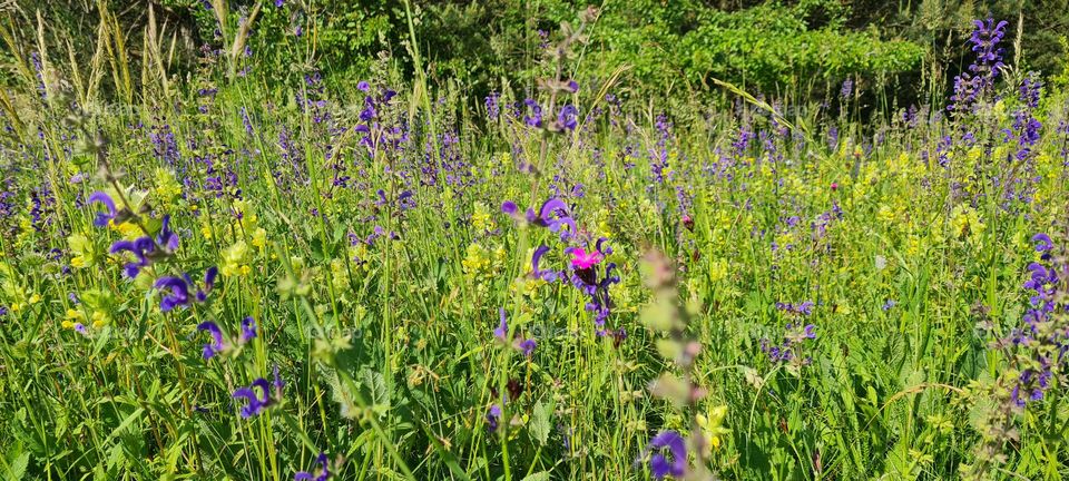 Flower meadow